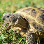 Common Health Problems With Russian Tortoises PetHelpful