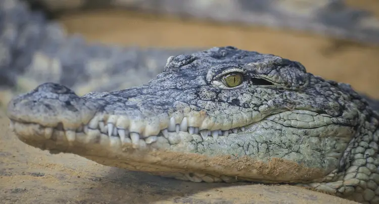 Sacs Hermès Alligator vs Crocodile - Quelle est la différence? - Garde Robe  Italie