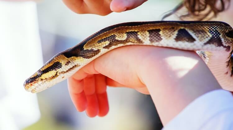 1,000+ Snake Names: The Most Popular Names