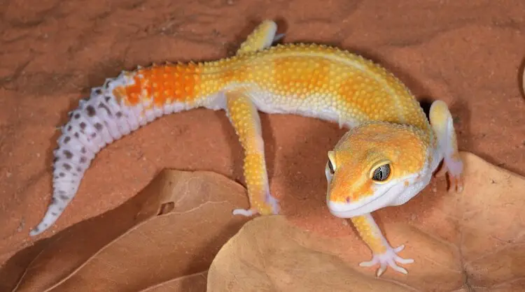 Best 50 Leopard Gecko Morphs: Color List & Pictures