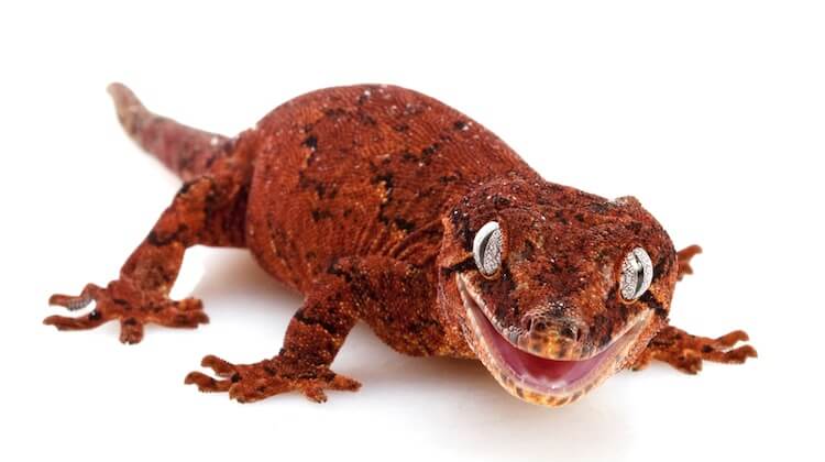 Gargoyle Gecko A Colorful Pet
