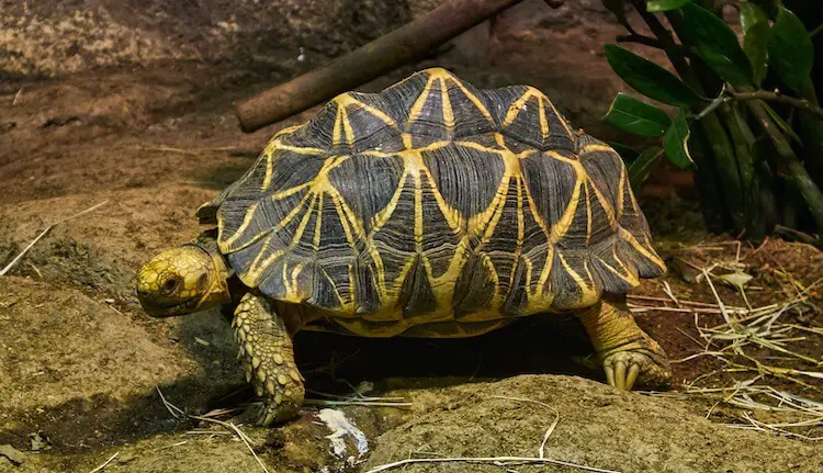 10 Best Pet Tortoise Breeds for Beginners - Everything Reptiles
