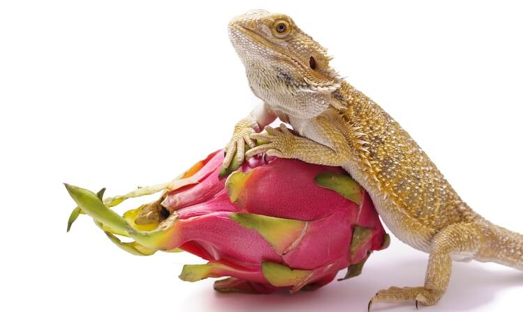 Veggies and fruits for bearded dragons