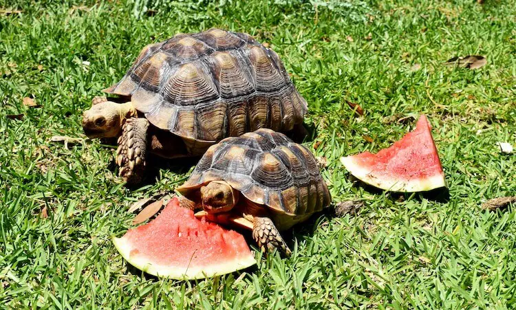 Do Box Turtles Eat Watermelon?