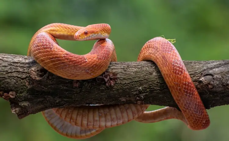 Sunkissed Corn Snake