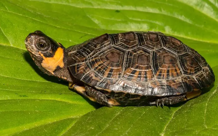 Types of Turtles: 33 Small & Cute Pet Turtles For Beginners - Everything  Reptiles