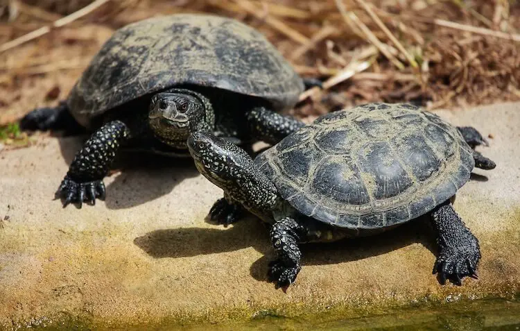 Types of Turtles: 33 Small & Cute Pet Turtles For Beginners - Everything  Reptiles