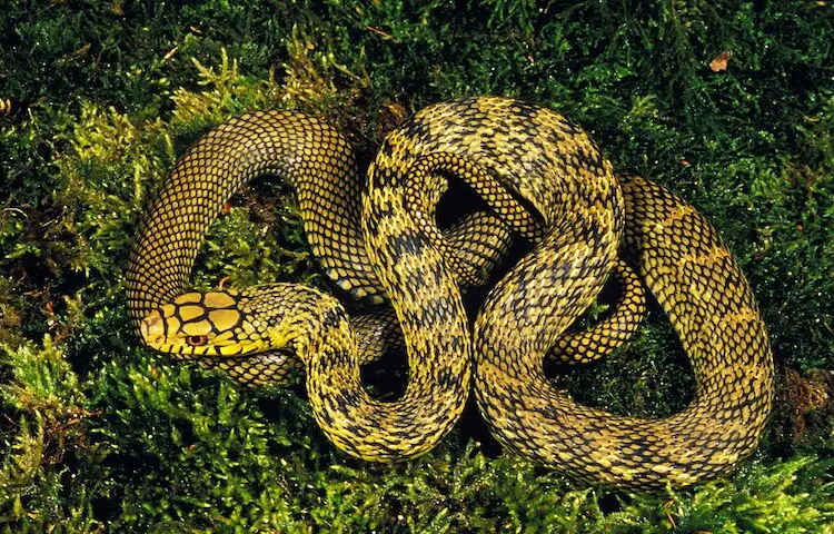 20 Most Popular Rat Snakes: Black, Texas, Eastern, Yellow & More -  Everything Reptiles