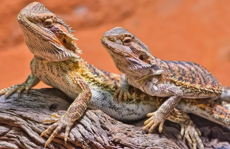 Are Female Bearded Dragons Smaller Than Males?