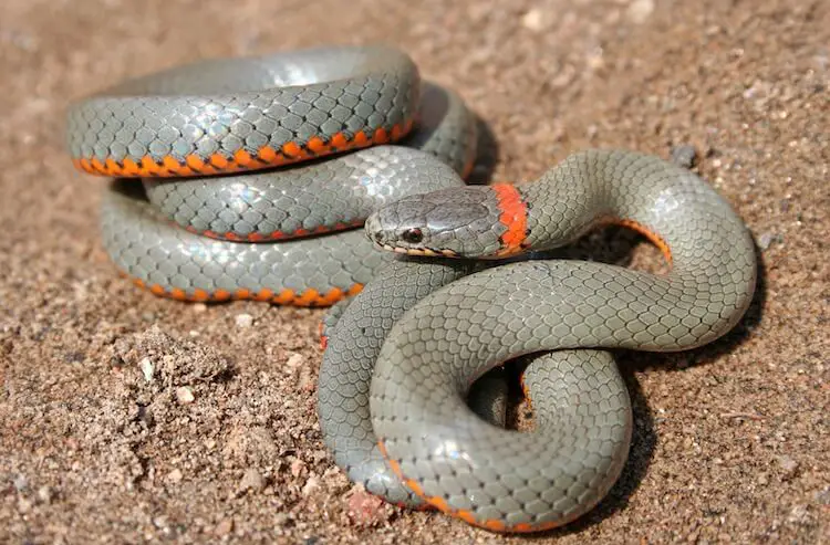 20 Friendly Pet Snakes For Beginners (and Choosing the Right One)