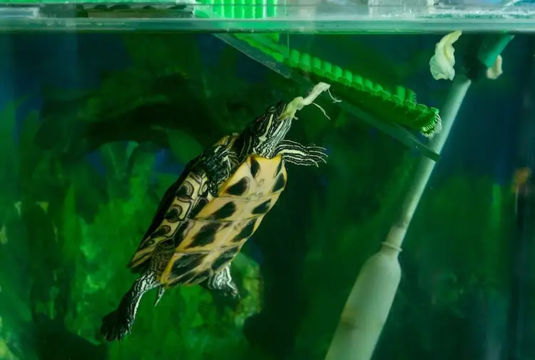 Can Red Ear Slider Turtles Eat Seaweed?