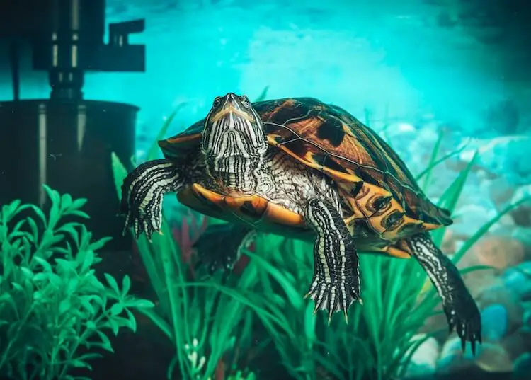 Does Jack's Aquarium Have Red-ear Slider Turtles?