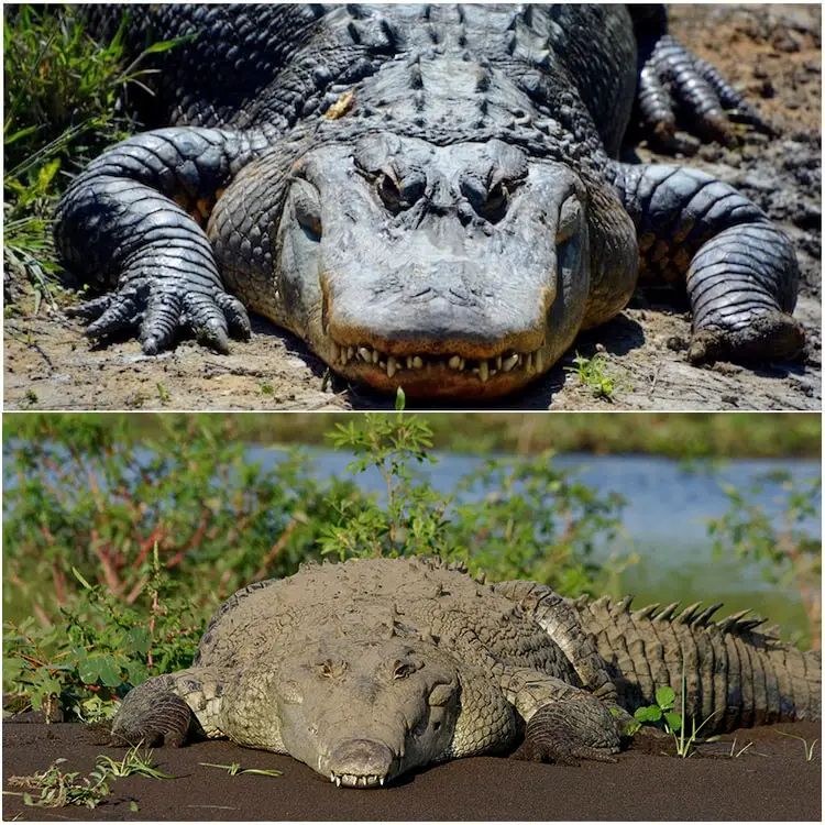 komplet accelerator luge Alligator vs Crocodile: All 9 Differences Explained