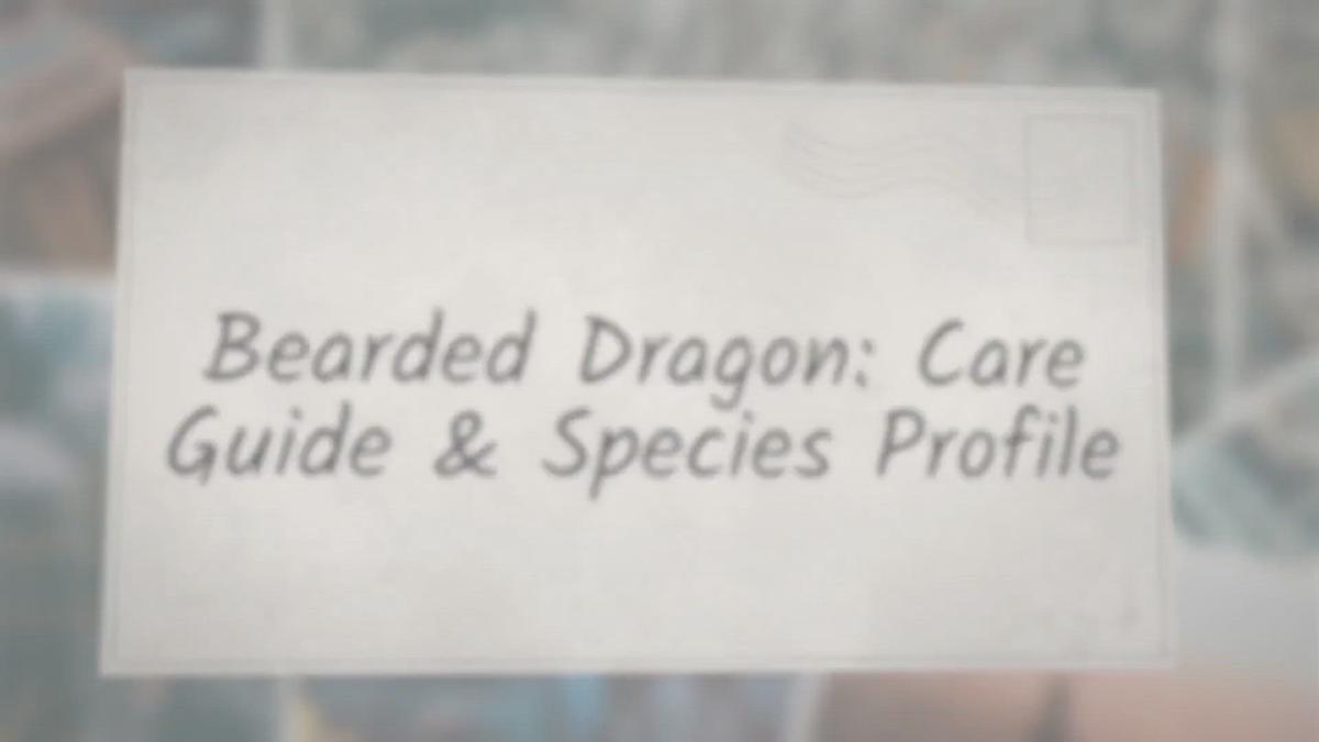 'Video thumbnail for Bearded Dragon: Care Guide & Species Profile'