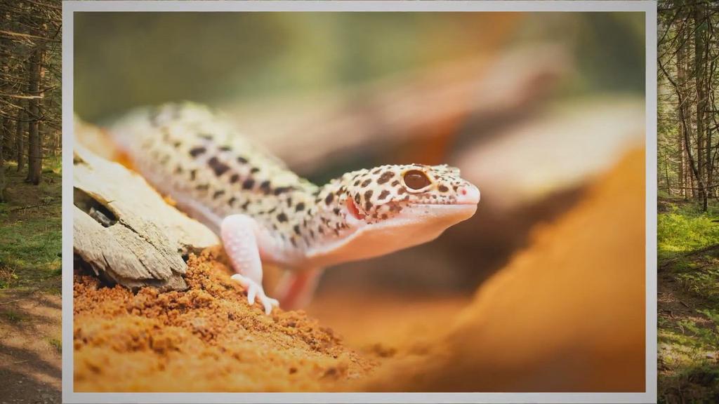 'Video thumbnail for Top 9 Best & Worst Substrates for Leopard Geckos'