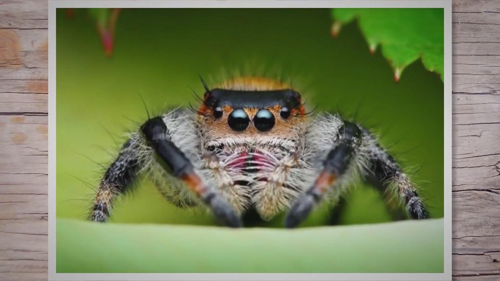'Video thumbnail for Regal Jumping Spider: The Complete Guide'