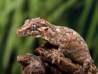 Gargoyle Gecko Feature