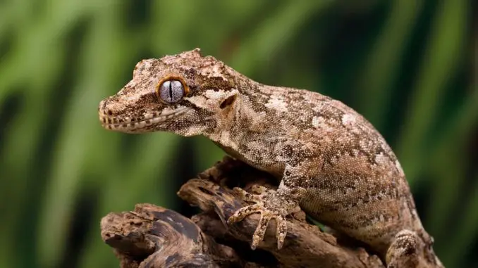 Gargoyle Gecko Feature