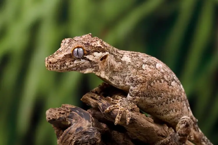 Are Gargoyle Geckos Good Pets?
