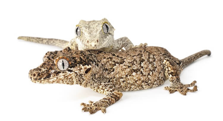 Two Gargoyle Geckos