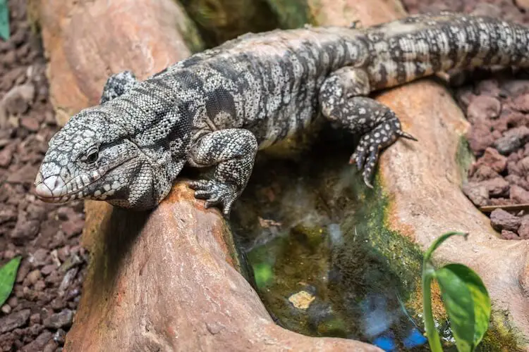 Argentine Tegu