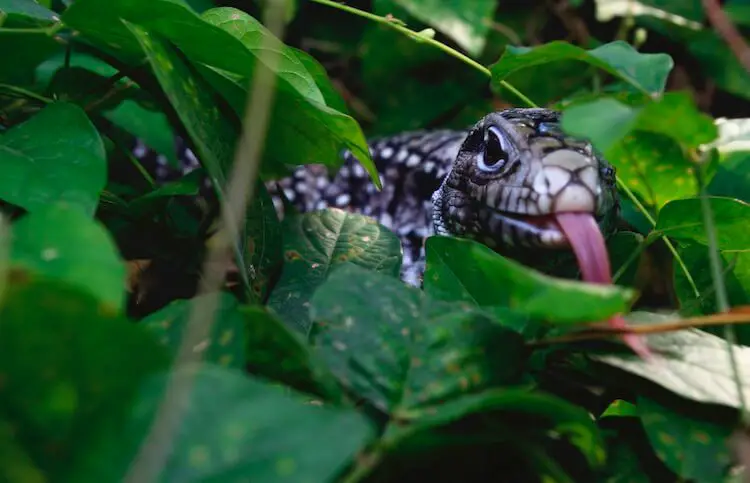 Argentine Tegu Forked Tongue