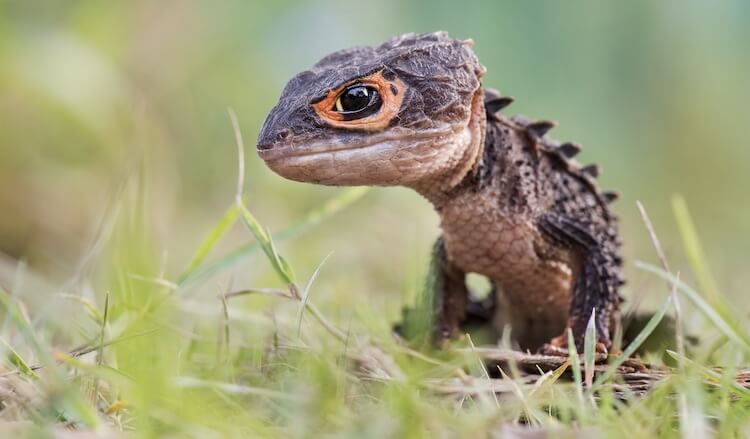 Baby Red-Eyed Skink