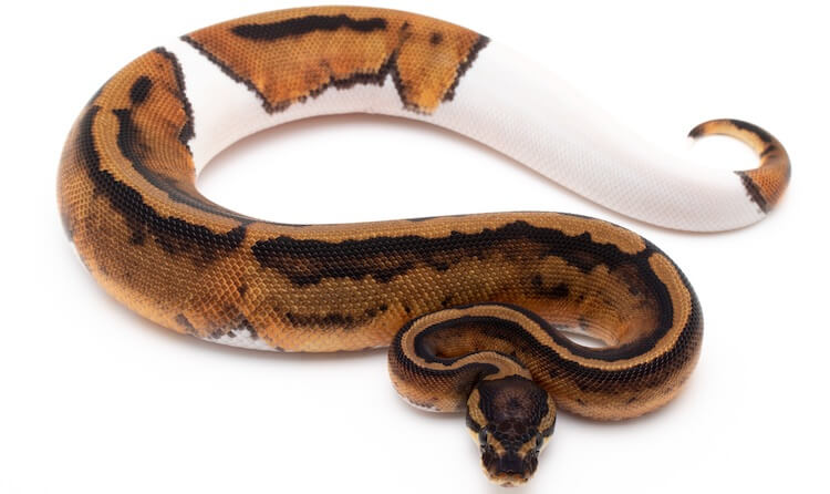 Ball Python Snake