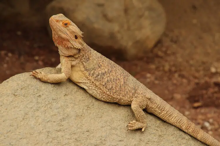 Bearded Dragon For Beginners The Complete Care Sheet Everything Reptiles,Spanish Coffee Portland