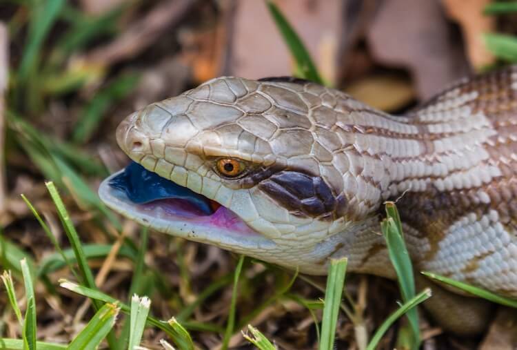 Produktion format Slid Blue-Tongued Skink Care Sheet For First-Time Owners - Everything Reptiles