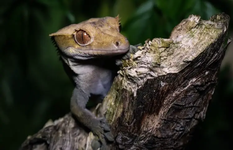 Crested Gecko On A Branch