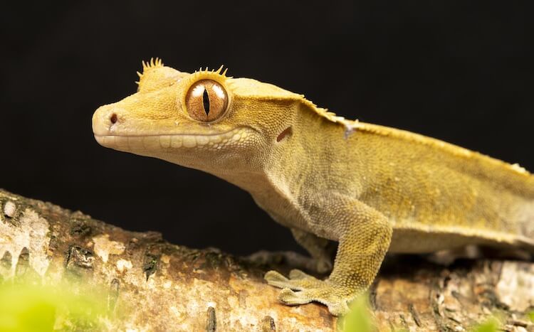 Eyelash Crested Gecko