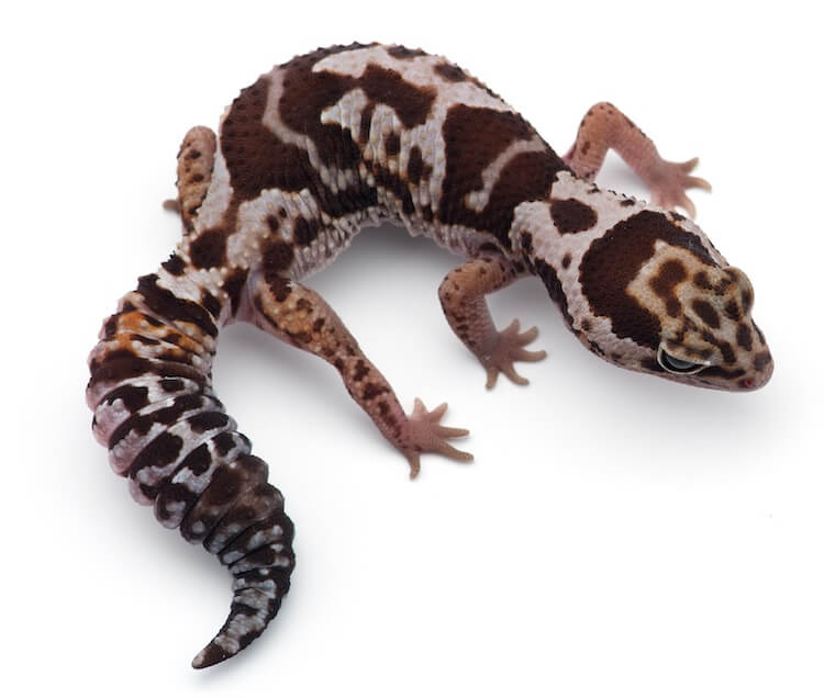 Fat Tailed Gecko