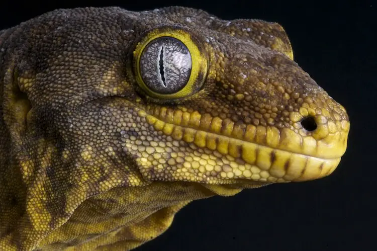 Leachianus Gecko