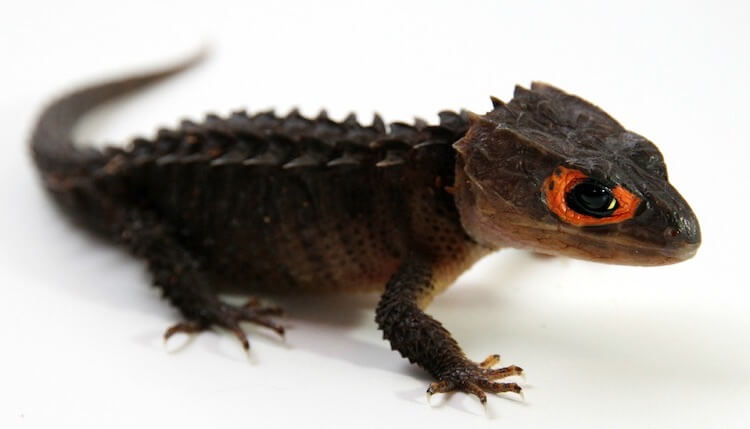 Red-Eyed Crocodile Skink