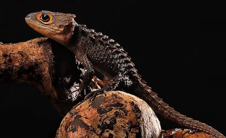 Red-Eyed Crocodile Skink On Rocks