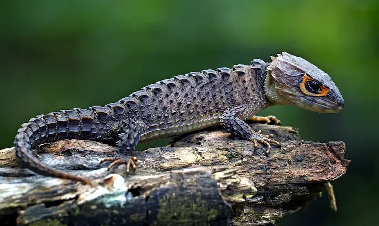 Crocodile Skink Care Tank Setup & Feeding - Everything