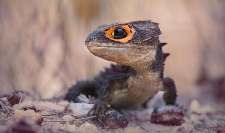 Red-Eyed Skink