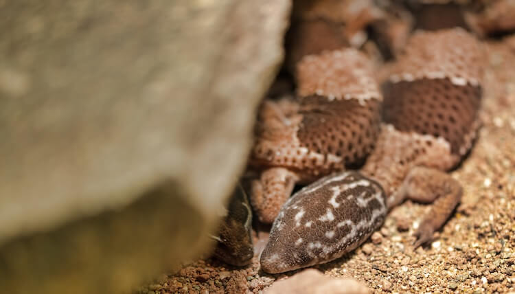 Two African Fat Tailed Geckos