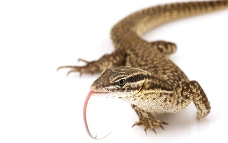 Top 20 Best Pet Lizards For Beginners Everything Reptiles