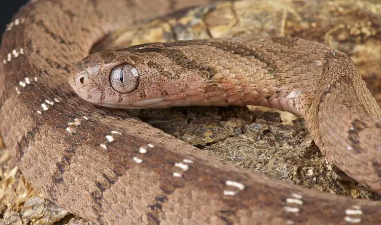 African Egg-Eating Snake