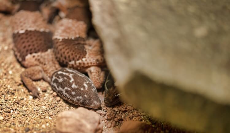 African Fat-Tailed Gecko