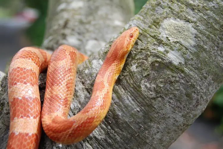 Albino Corn Snake