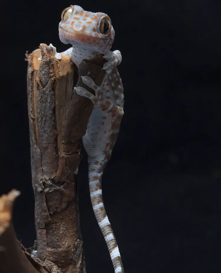 Tokay Geckos Hatchlings