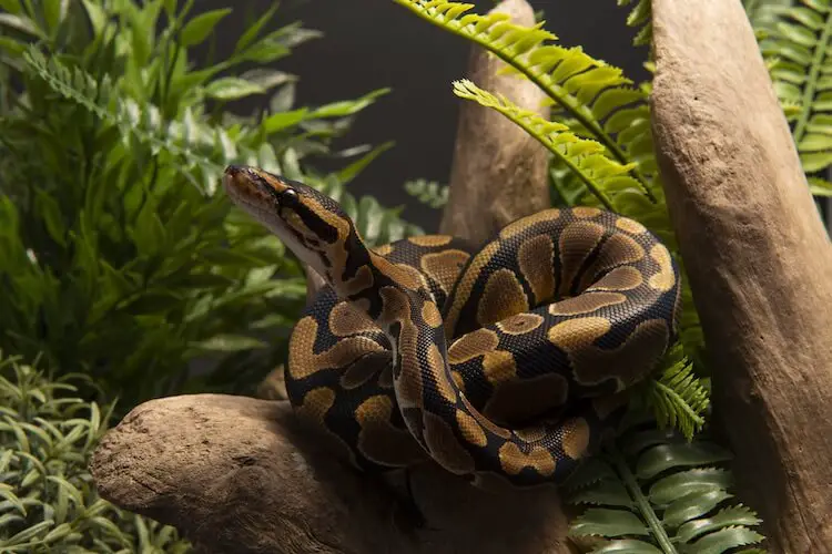 Common Ball Python in an enclosure
