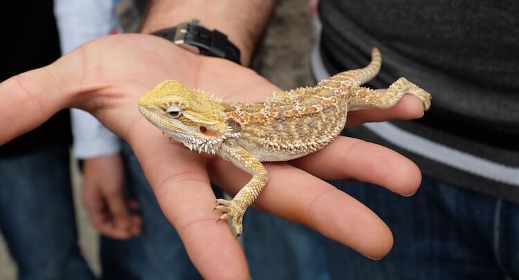 Top 20 Best Pet Lizards For Beginners Everything Reptiles