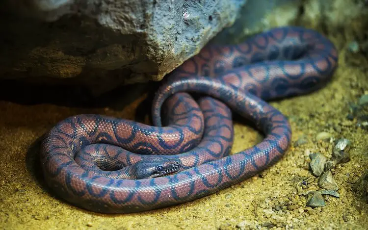 Brazilian Rainbow Boa In A Tank