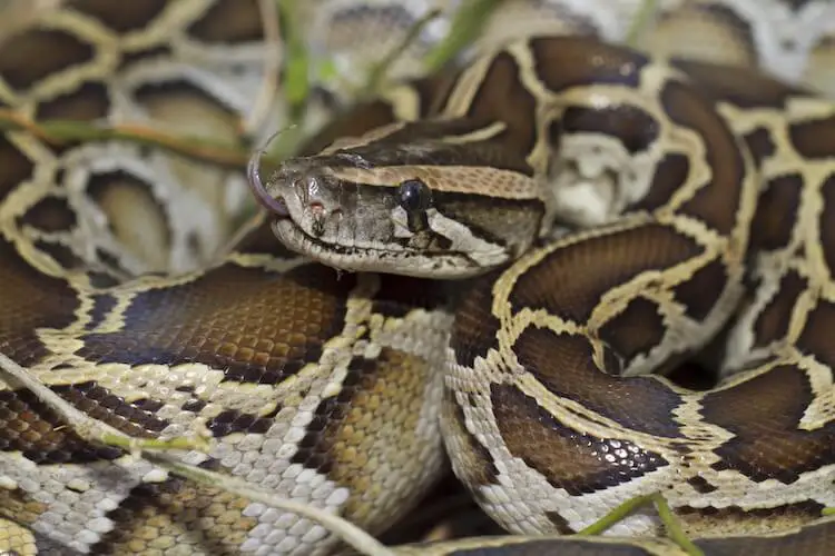 How Often Do Burmese Pythons Breed?