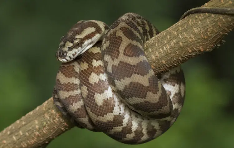 Carpet Python