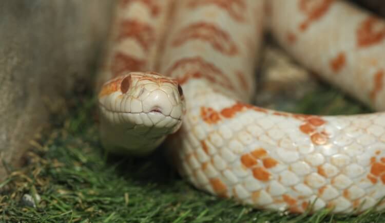Close Up Of Albino Corn Snake In Garden